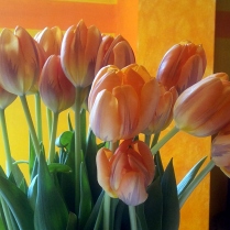 tulipani1