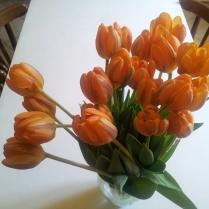 tulipani2