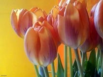 tulipani3